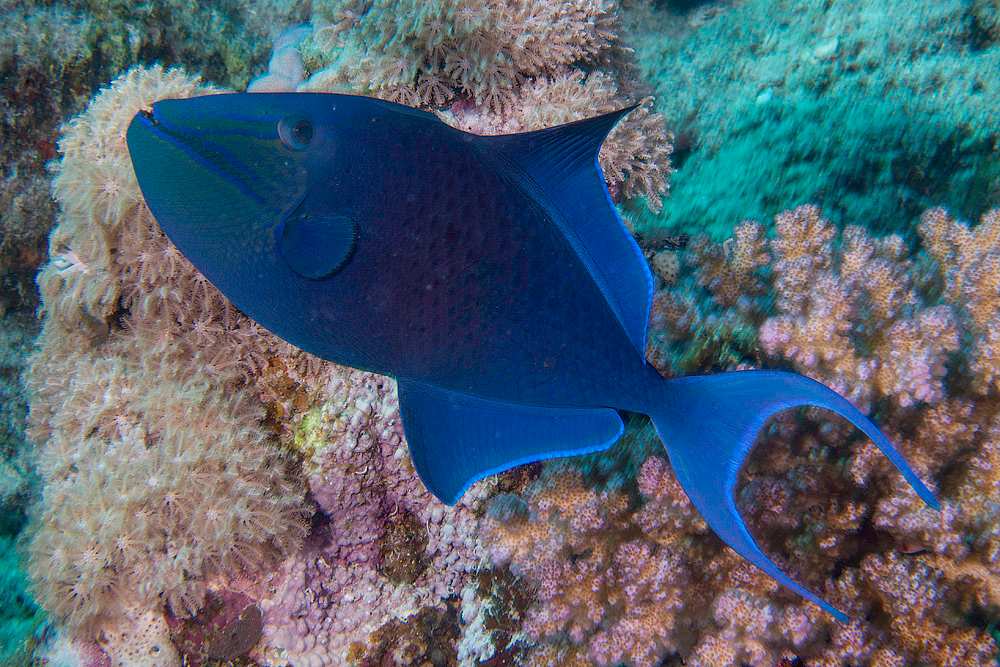 male blue triggerfish