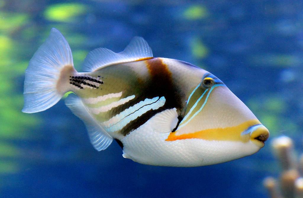 Hawaiian State Fish